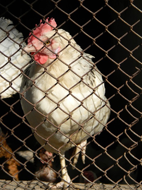 亚与戈登的 亚与戈登的